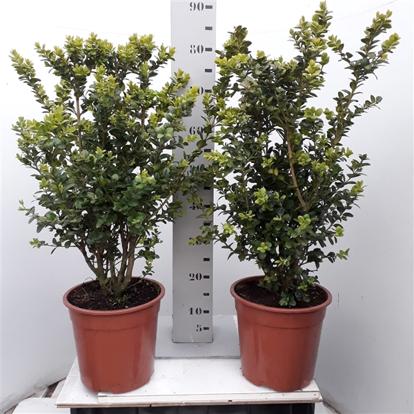 <h4>Buxus sempervirens 'Rotundifolia' 50-60cm struik extra</h4>