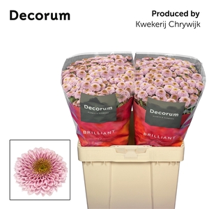Chr San Doria Pink Chrywijk Brilliant