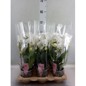 Phalaenopsis  'Ant Inverness'