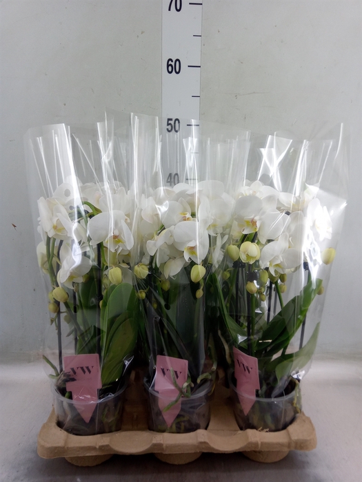 <h4>Phalaenopsis  'Ant Inverness'</h4>