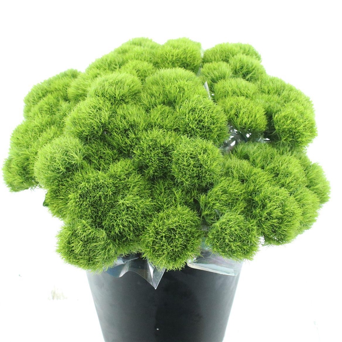 <h4>Di Barb Green Wicky</h4>