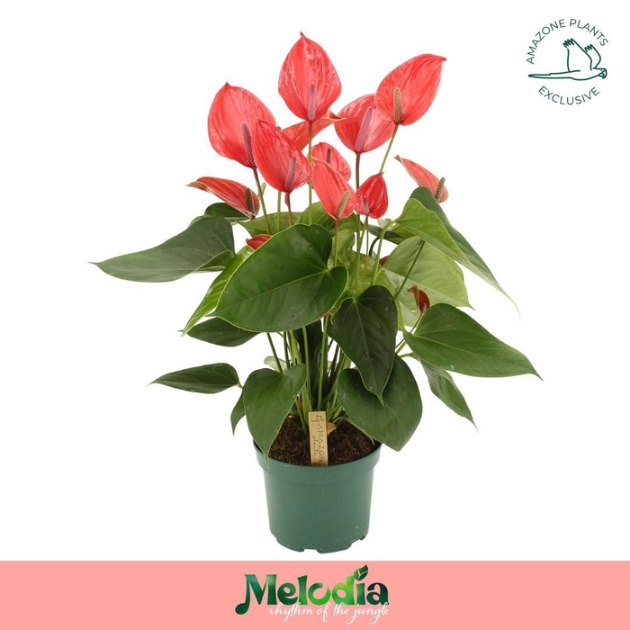 <h4>Anthurium andr. 'Melodia Ibis'</h4>