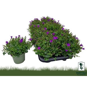 CAMP POR BLU GET MEE