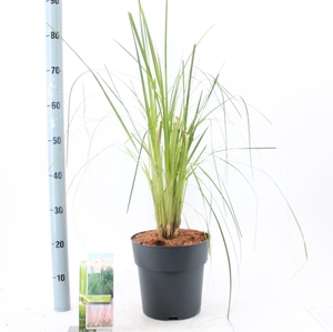Cortaderia selloana