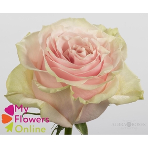 R Gr Pink Mondial Bicolor 60cm EC