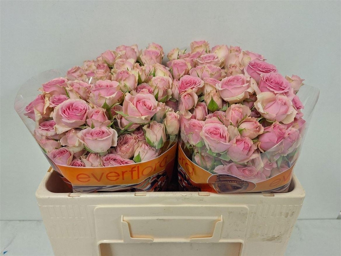 <h4>R TR DINARA</h4>