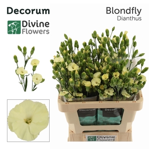 Di Solandis Blondfly Cream Divine