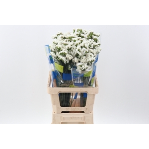 Lim S Crystal White