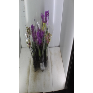 PHALAENOPSIS MINI P09 2 HT