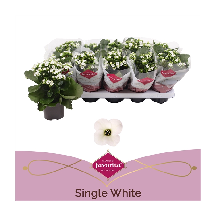 <h4>Kalanchoe favorita white</h4>