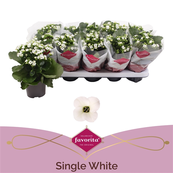 Kalanchoe favorita white