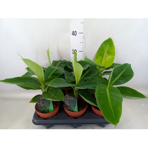 Musa  'Tropicana'
