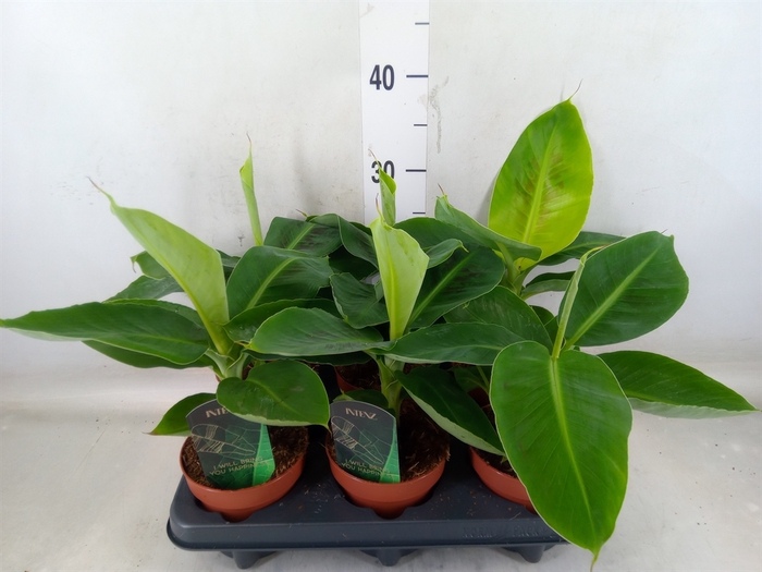 <h4>Musa  'Tropicana'</h4>
