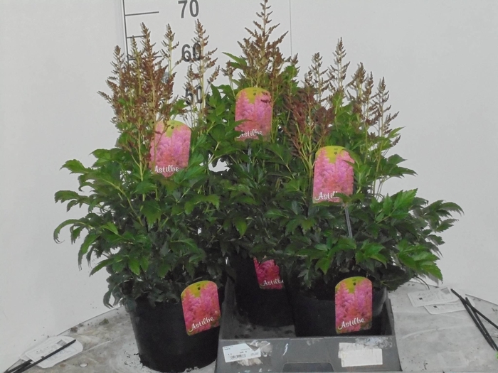 <h4>ASTILB J HENRY NOBL</h4>