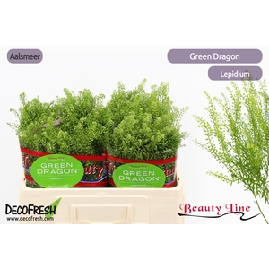 LEP VI GREEN DRAGON