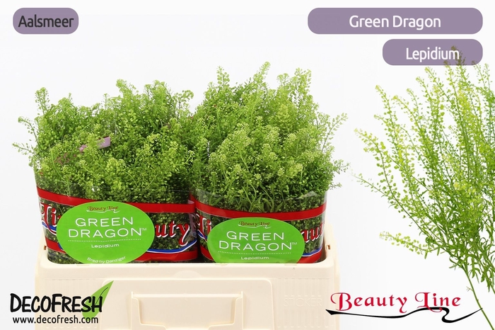 <h4>LEP VI GREEN DRAGON</h4>
