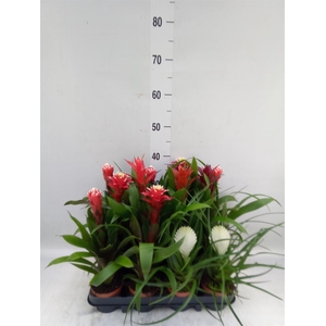 Bromelia   ...mix