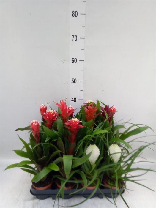 Bromelia   ...mix