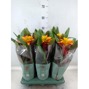 Guzmania  'Fiero Yellow'