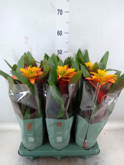 <h4>Guzmania  'Fiero Yellow'</h4>