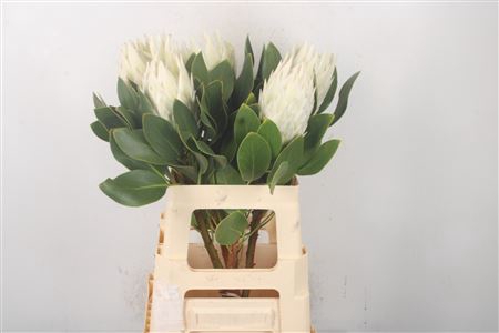<h4>Protea Cy Arctic Ice</h4>