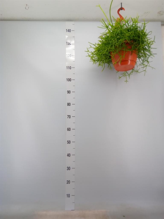 <h4>Rhipsalis   ...</h4>