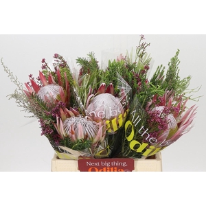 BQ Protea Cynaroides SFB