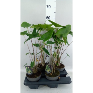 Alocasia zebrina