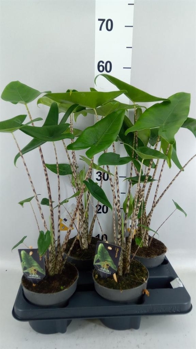 <h4>Alocasia zebrina</h4>