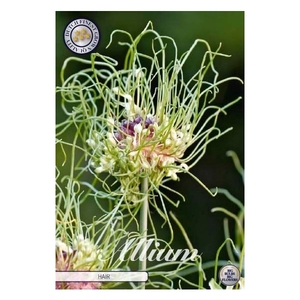 Allium Hair x10 5/6