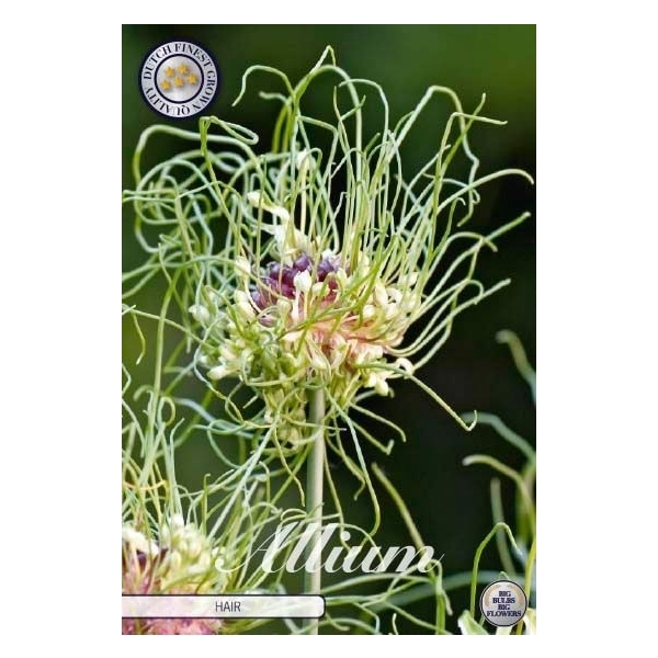 <h4>Allium Hair x10 5/6</h4>