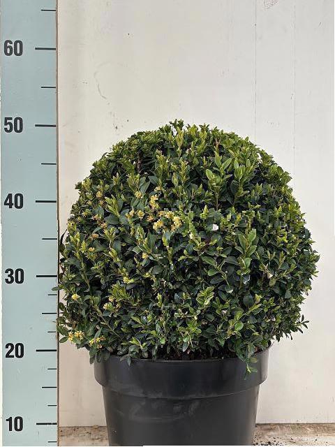 <h4>BUXU SEMPERVIRENS</h4>