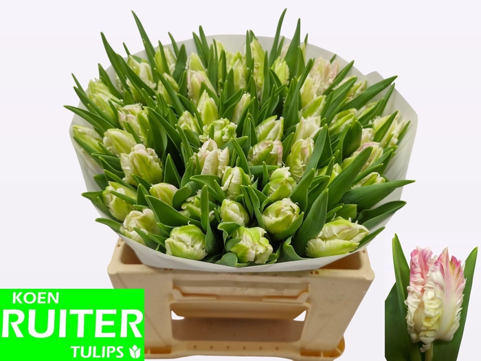 <h4>TU PA CABANNA</h4>