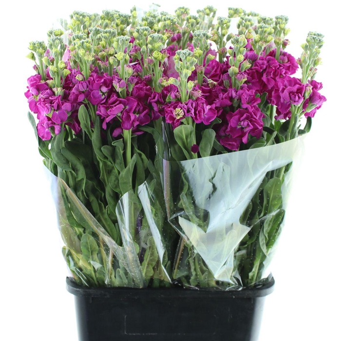 <h4>Matth Incana Iron Rose</h4>