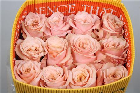 <h4>R Gr Shimmer Ec</h4>