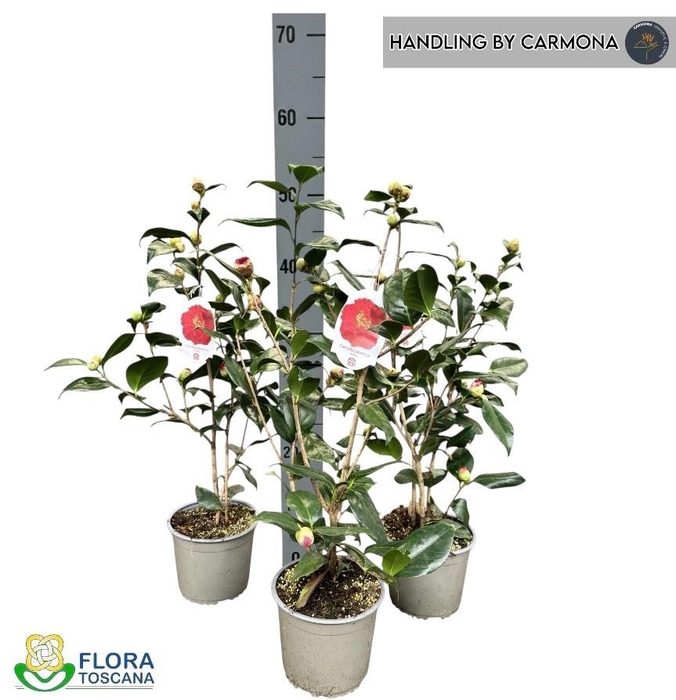 <h4>CAME JAPONICA</h4>