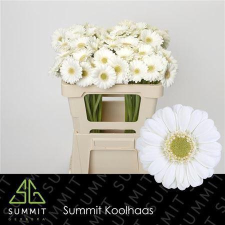 <h4>Ge Mi Albino</h4>