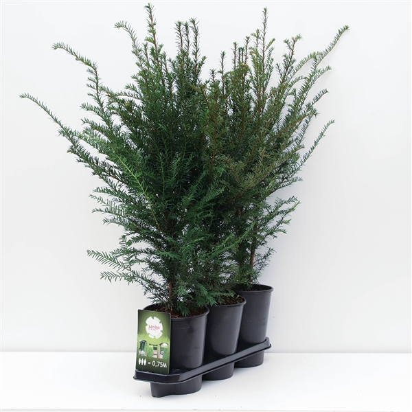 Hedgeline Taxus baccata C4