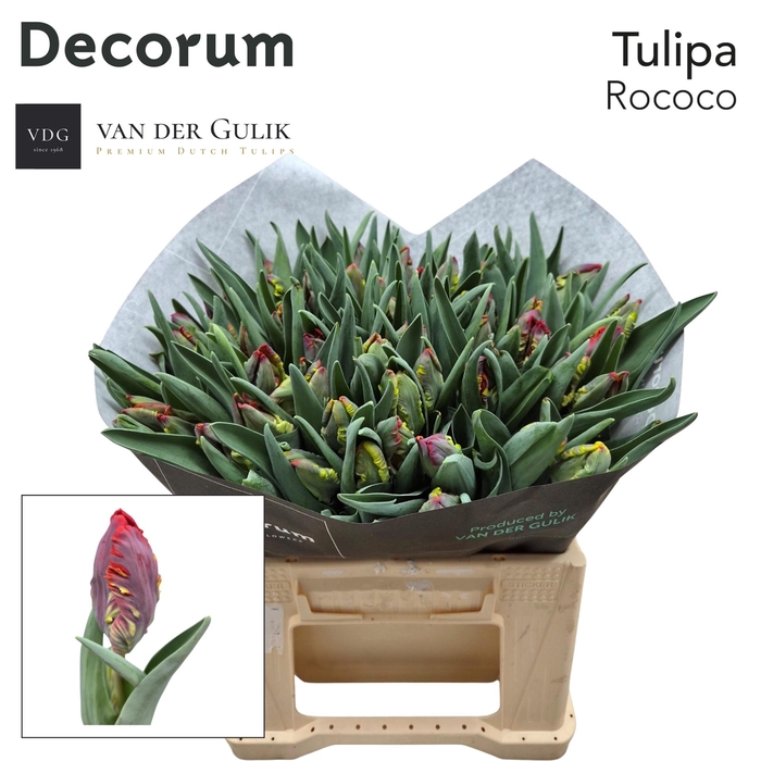 <h4>TU PA ROCOCO</h4>