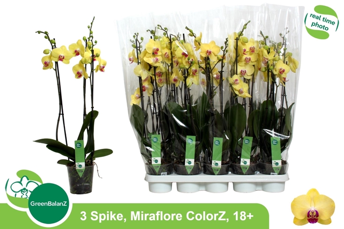 <h4>PHAL F MIRAFLORE</h4>