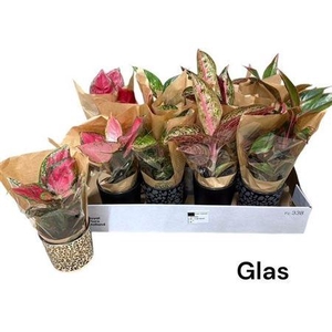 Aglao Gem In Glas Pot