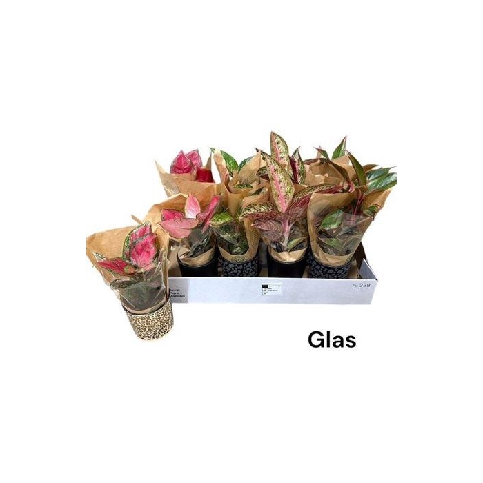 <h4>Aglao Gem In Glas Pot</h4>