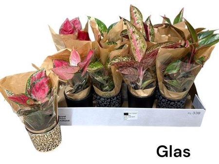 <h4>Aglao Gem In Glas Pot</h4>