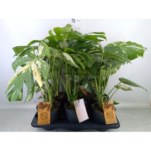 Monstera delic. 'Thai Constellatio'