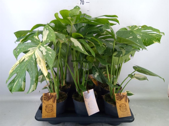 <h4>Monstera delic. 'Thai Constellatio'</h4>