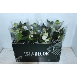 ANTHURIUM VARIADO P15