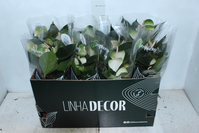 <h4>ANTHURIUM VARIADO P15</h4>