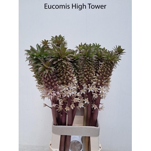 EUCOMIS OV