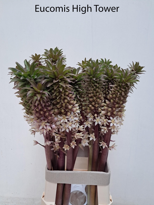 <h4>EUCOMIS OV</h4>