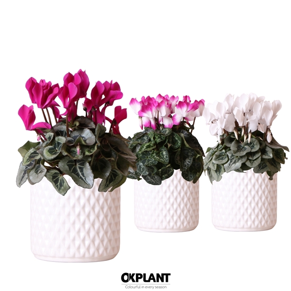 <h4>Cyclamen mix in Diamond pot white</h4>